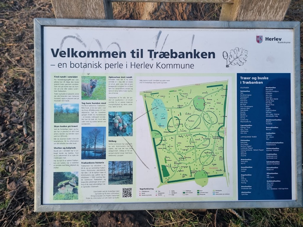 traebanken-shelter-og-balplads-6.jpeg
