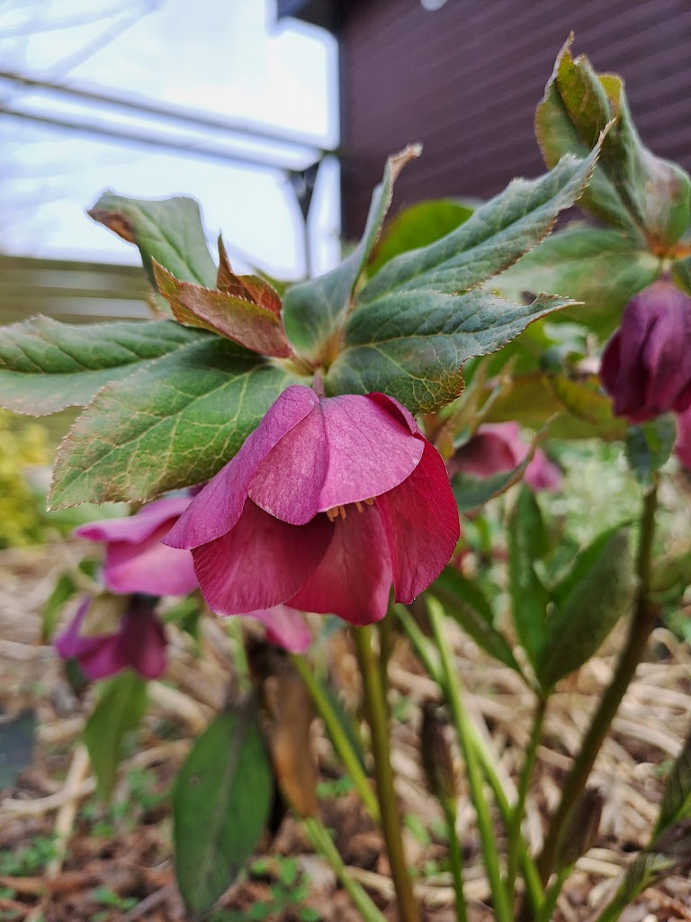 sommerbyen-ronhojgard-14.jpeg