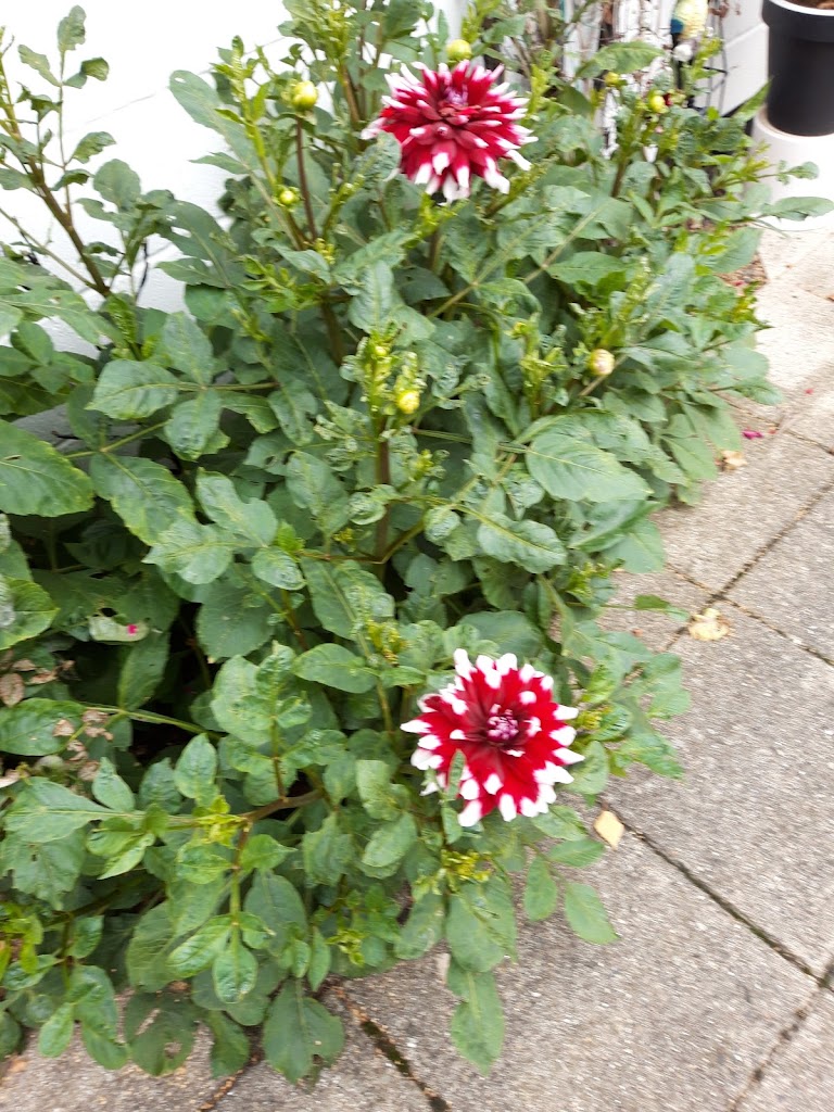 sommerbyen-ronhojgard-17.jpeg