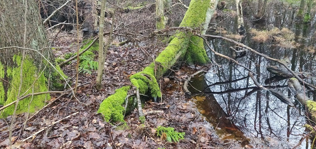 gammelmosen-16.jpeg