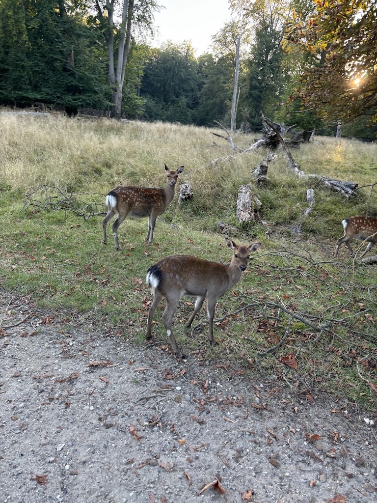 hjortedam-balplads-13.jpeg