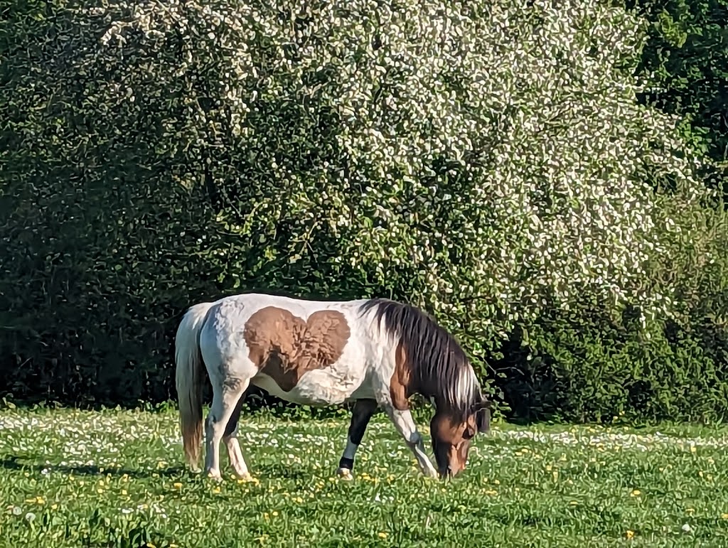 hjortedam-balplads-15.jpeg