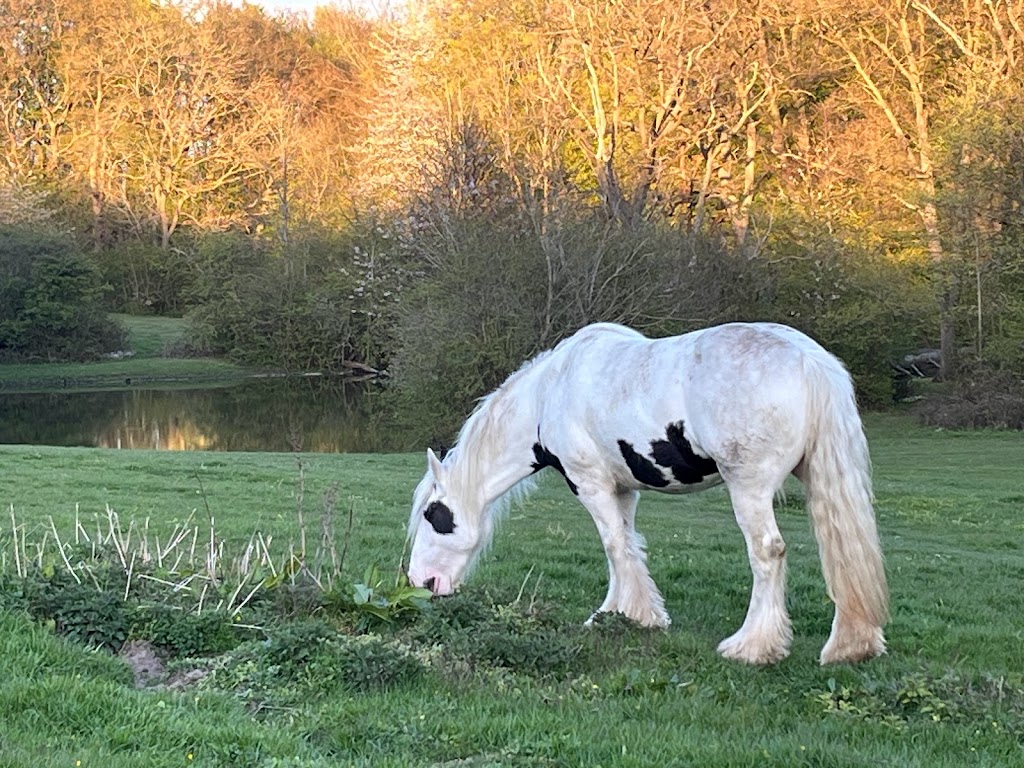 hjortedam-balplads-2.jpeg