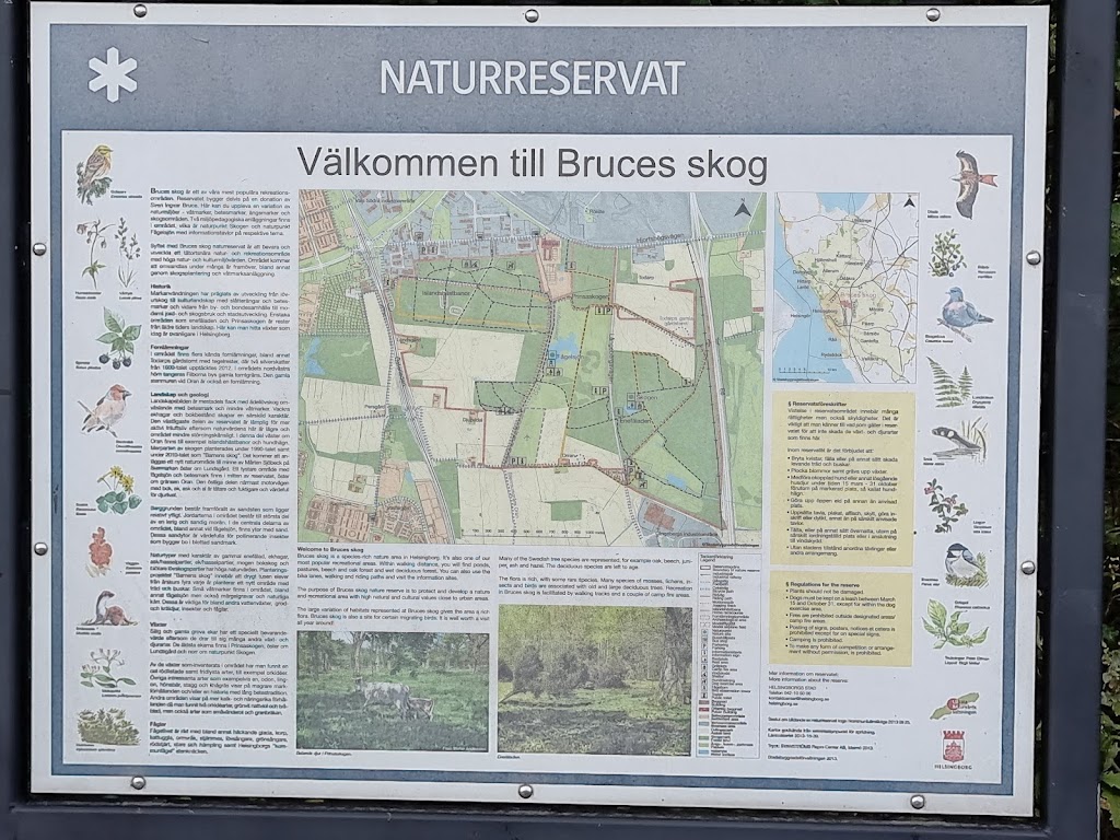 bruces-skog-2.jpeg
