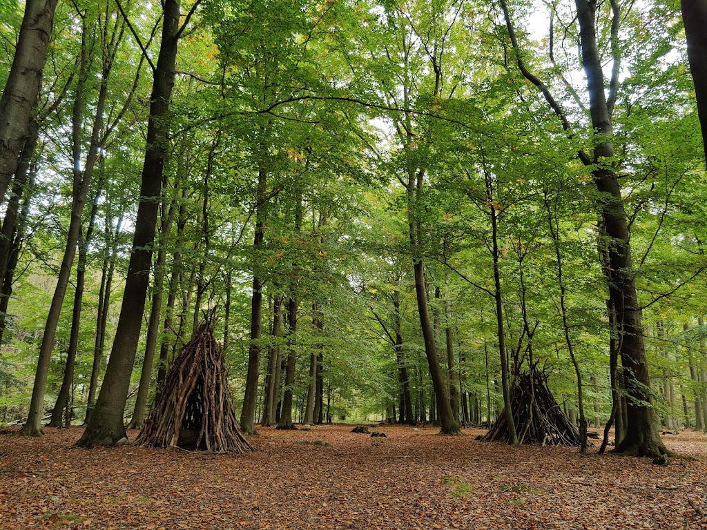 bruces-skog-3.jpeg