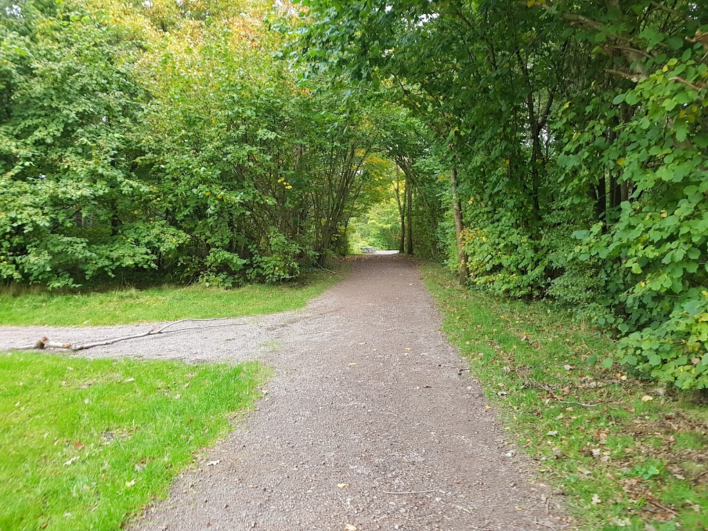 bruces-skog-4.jpeg