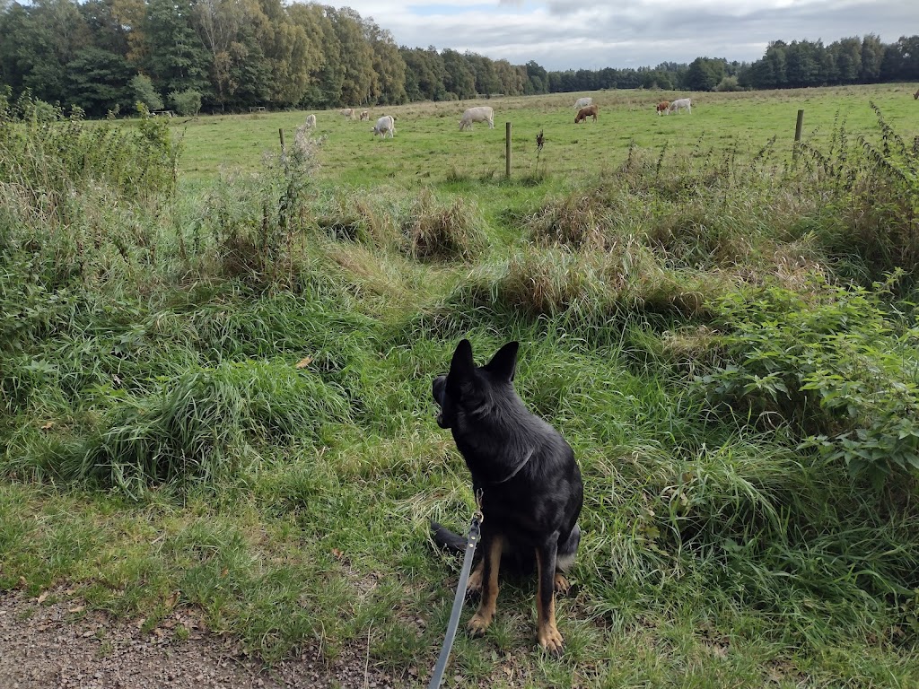 bruces-skog-6.jpeg