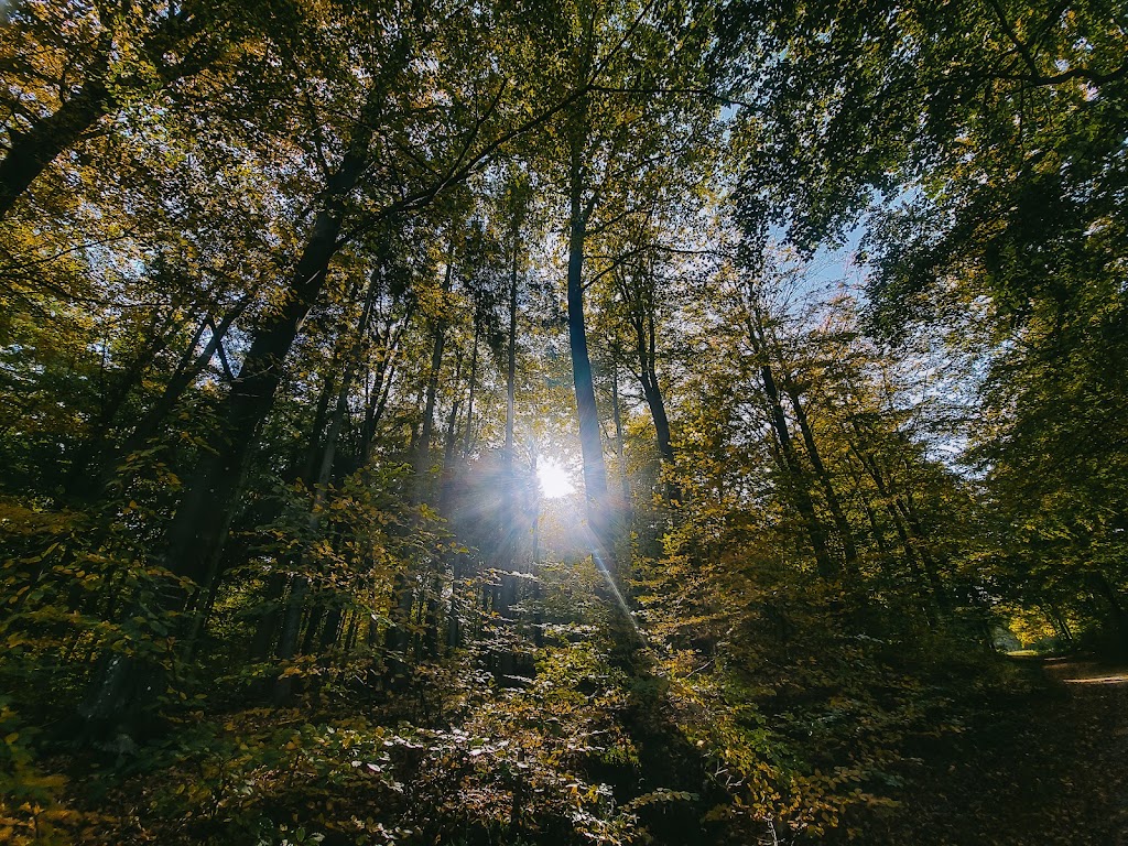 helsingor-forest-playground-10.jpeg