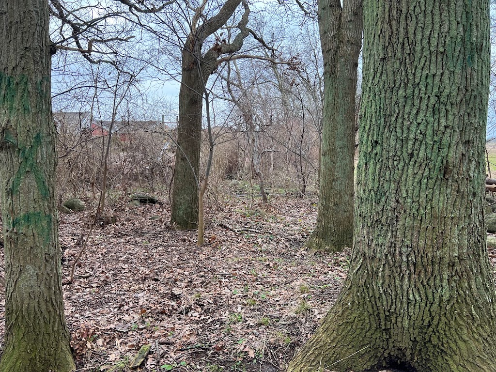 vicipeskogen-4.jpeg