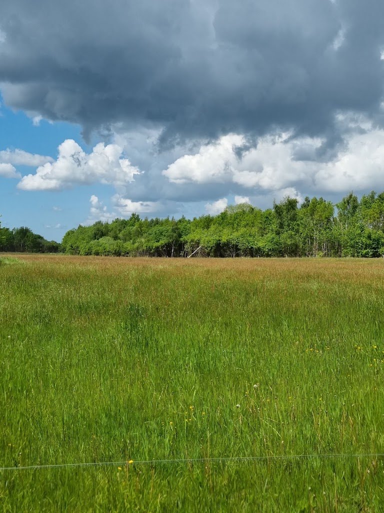 dagelokke-forest-1.jpeg