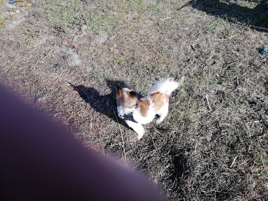 dog-park-11.jpeg