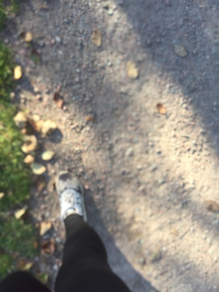 dog-park-7.jpeg