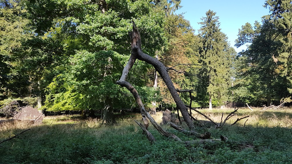 social-trail-og-styketraening-i-dyrehaven-1.jpeg