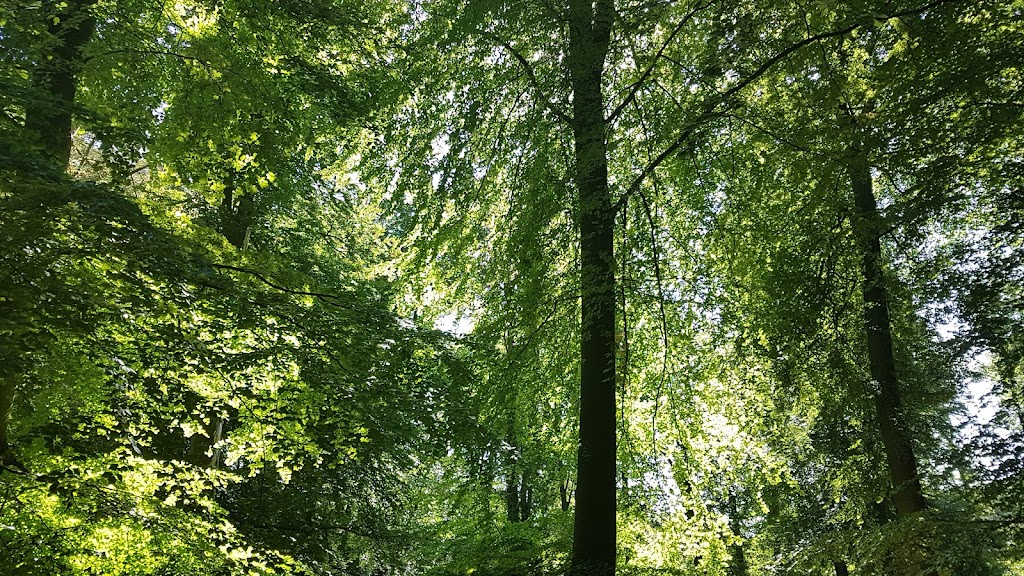 social-trail-og-styketraening-i-dyrehaven-6.jpeg
