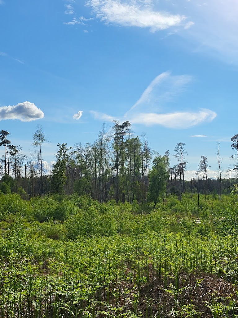 forest-ganlose-1.jpeg