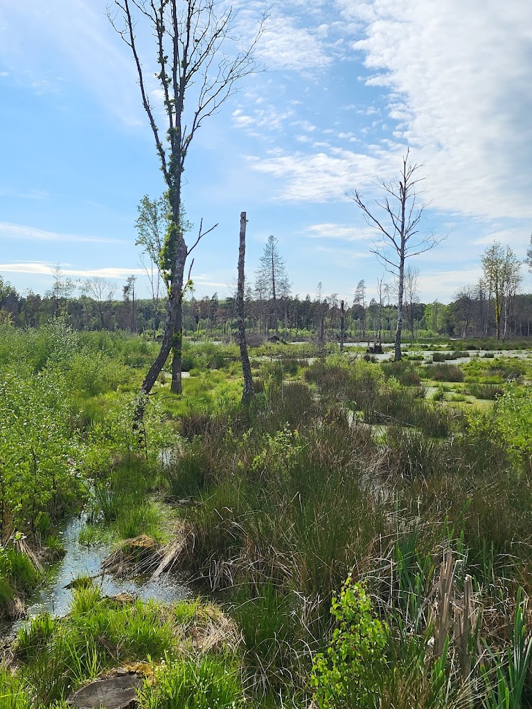 forest-ganlose-3.jpeg