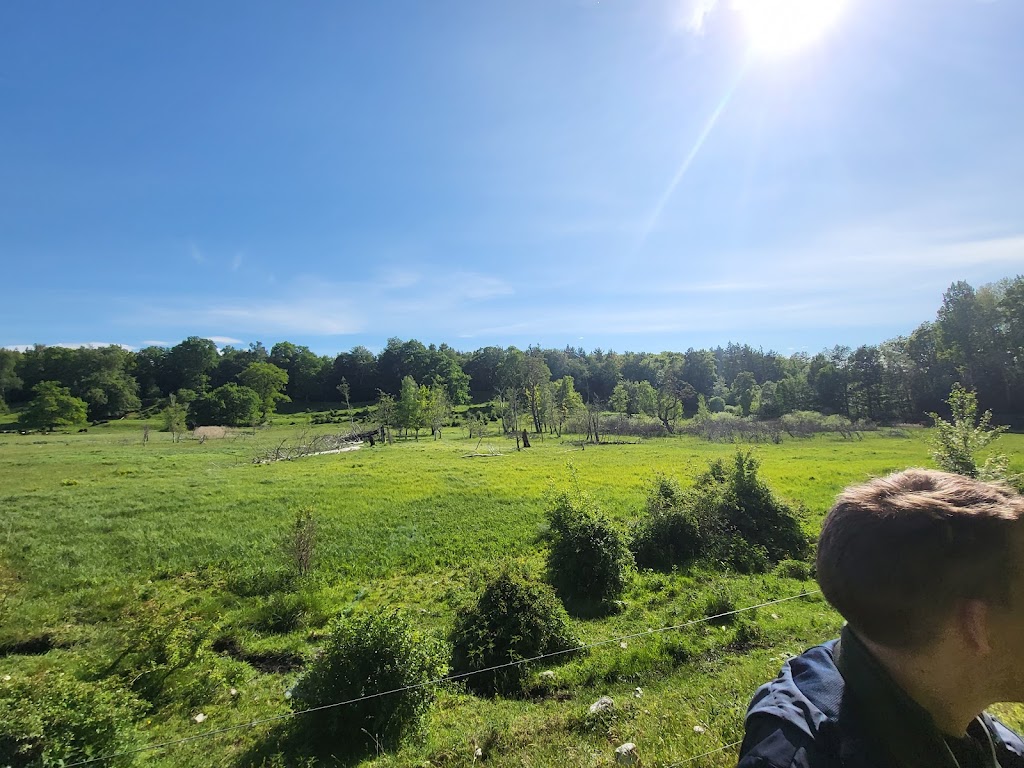 forest-ganlose-5.jpeg