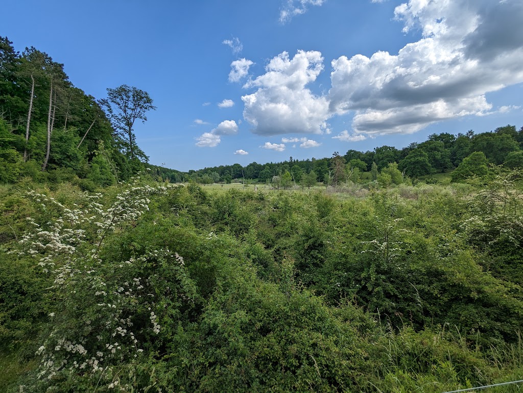forest-ganlose-9.jpeg