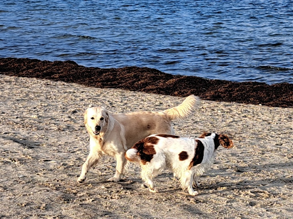 hundbadet-ribersborg-parkering-10.jpeg