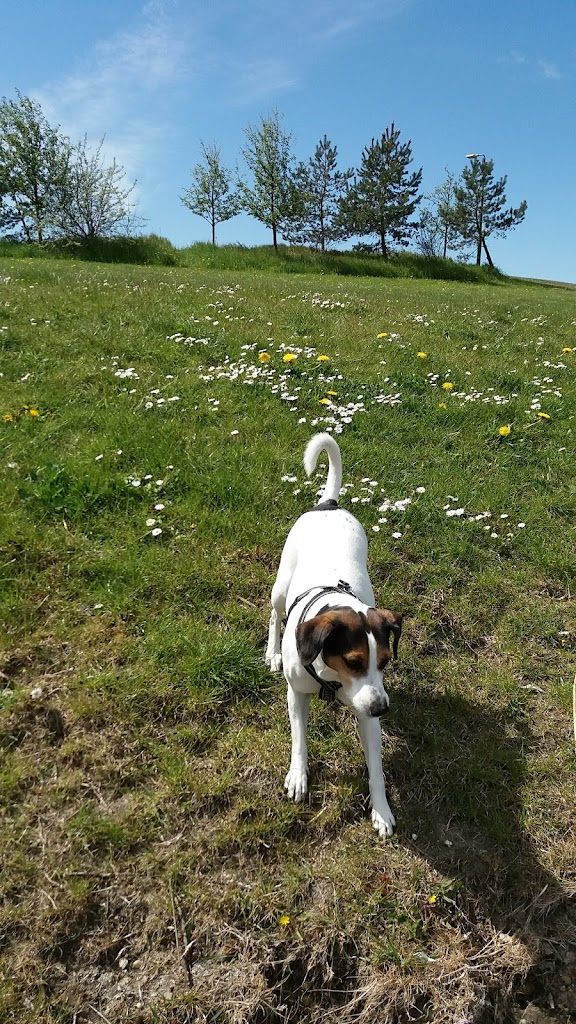 hundbadet-ribersborg-parkering-18.jpeg