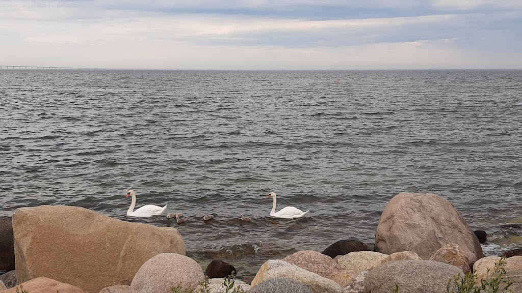 hundbadet-ribersborg-parkering-3.jpeg