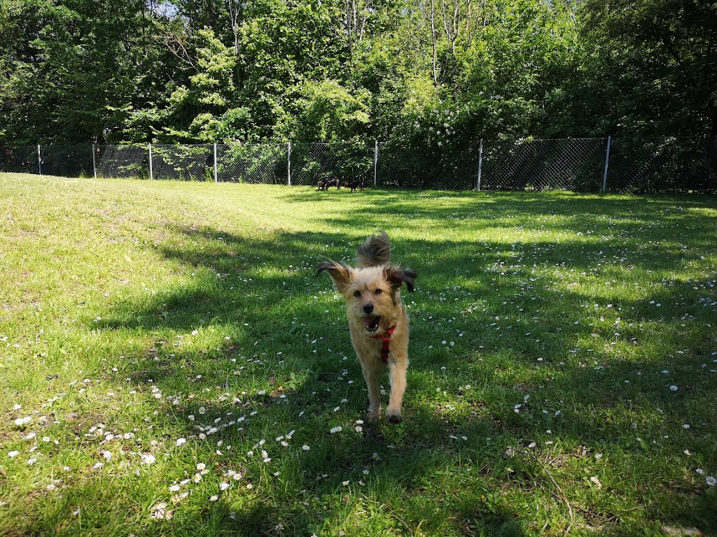 kroksbacksparken-dog-park-7.jpeg