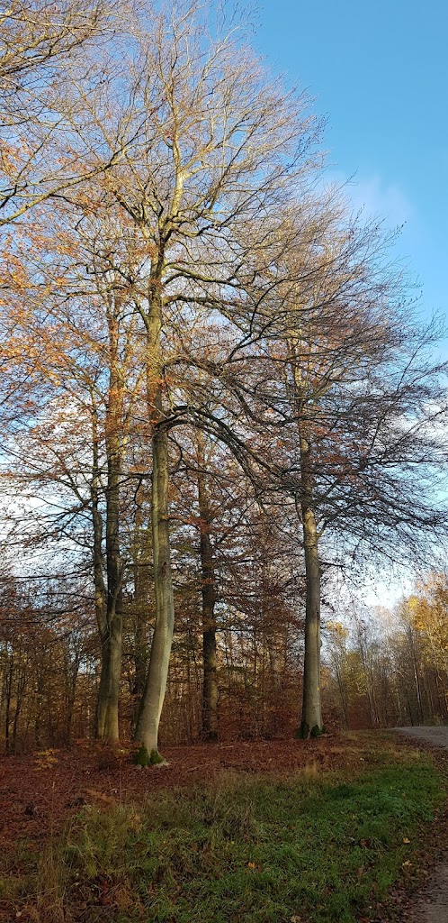 slagslunde-skov-13.jpeg