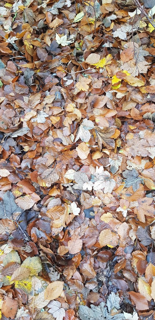 slagslunde-skov-14.jpeg