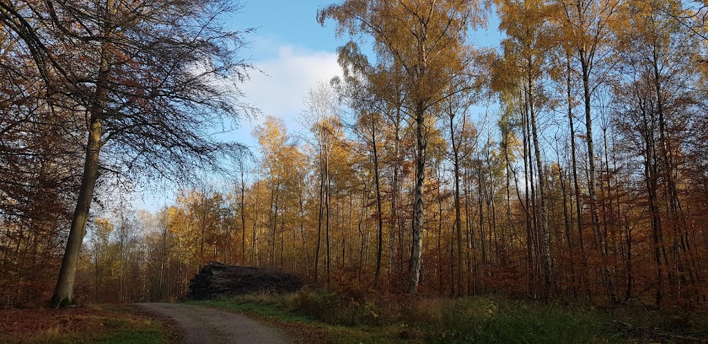 slagslunde-skov-8.jpeg