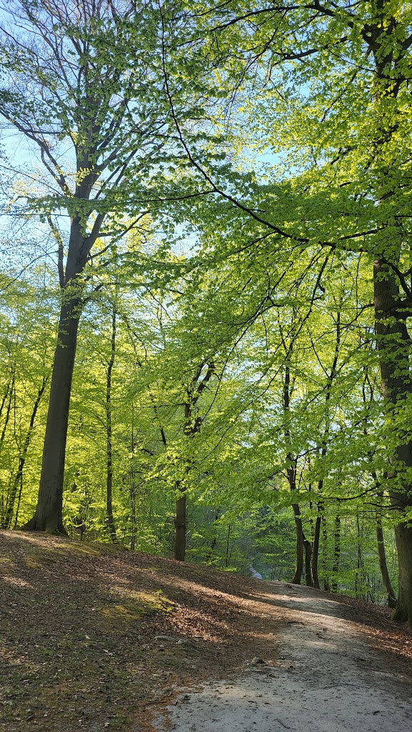 norreskoven-lejrpladsen-farum-so-1.jpeg