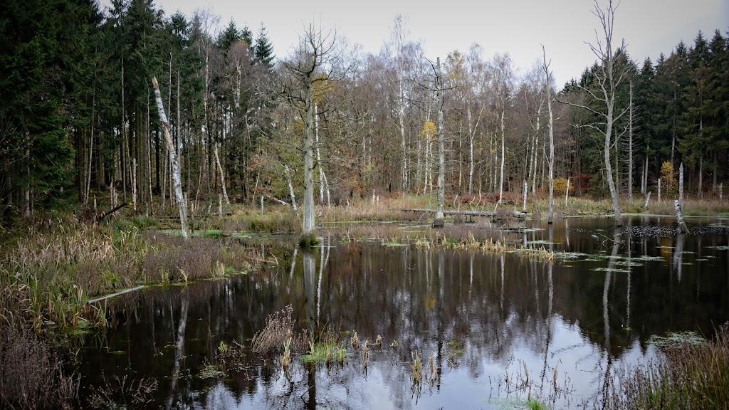 store-braenteljung-2.jpeg