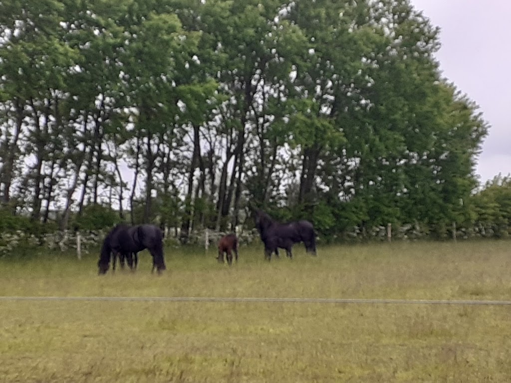 aftonmora-friesians-0.jpeg
