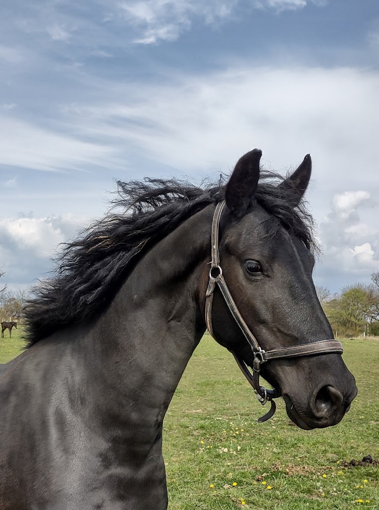 aftonmora-friesians-5.jpeg
