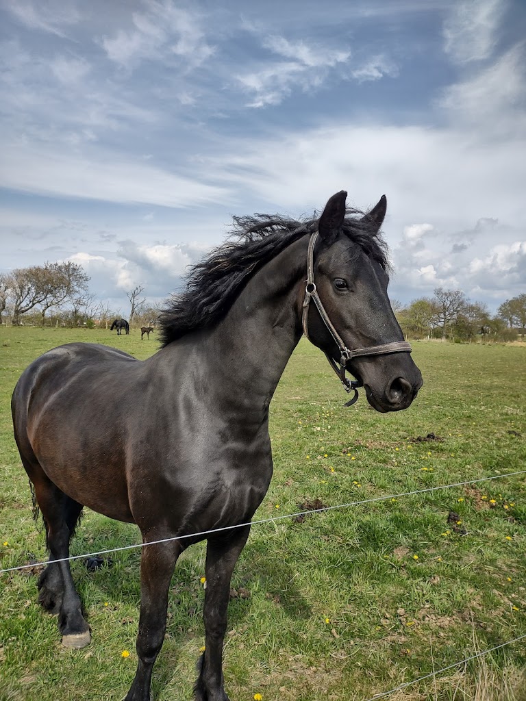 aftonmora-friesians-6.jpeg