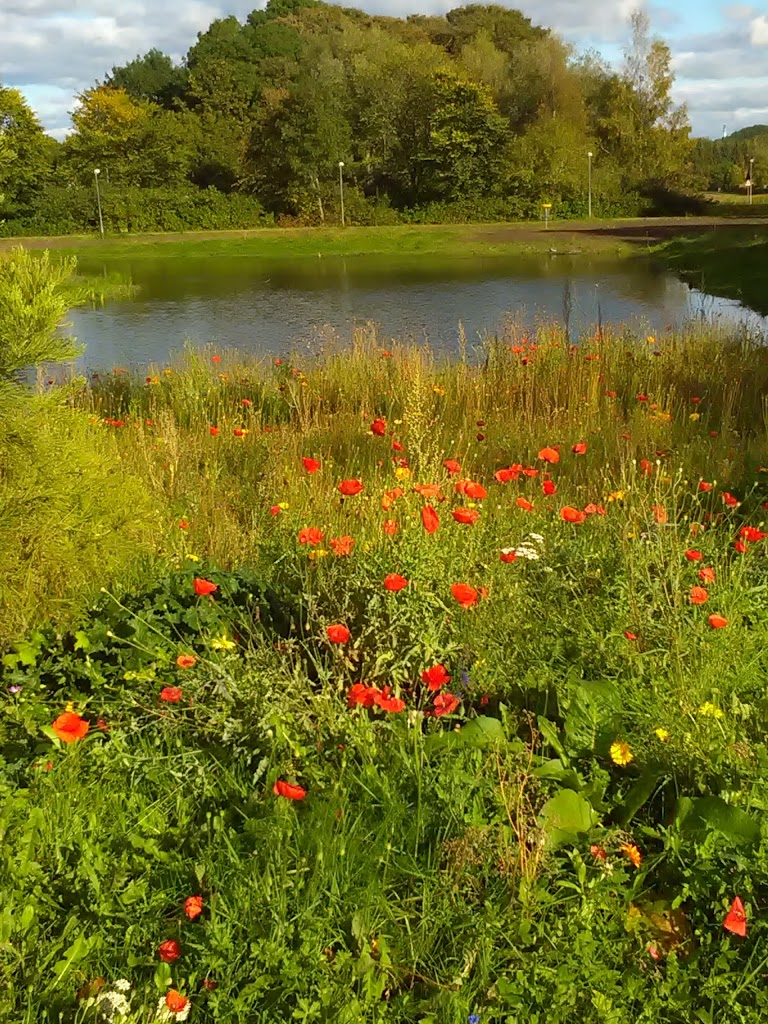 molleparken-discgolfbane-3.jpeg
