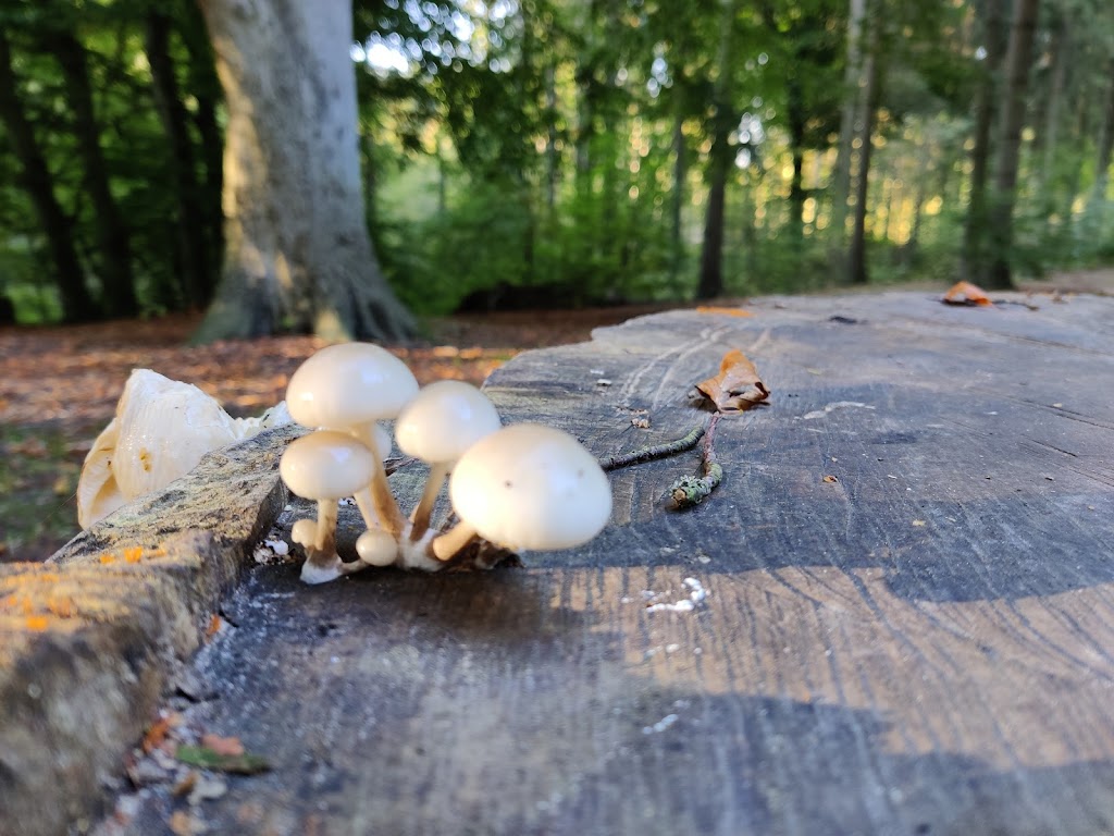 fuglehavepladsen-shelter-7.jpeg
