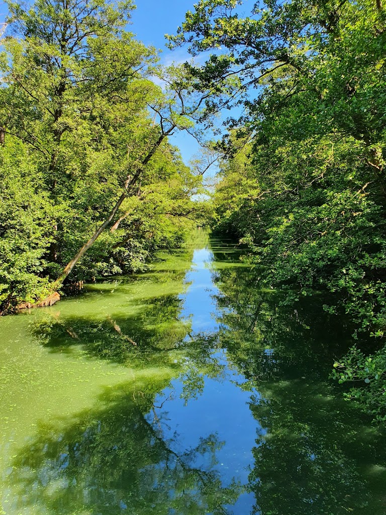nybro-skov-0.jpeg