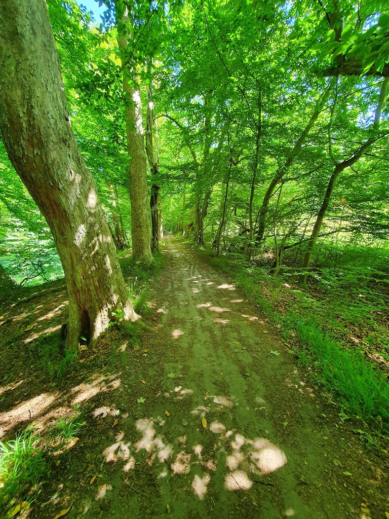 nybro-skov-4.jpeg