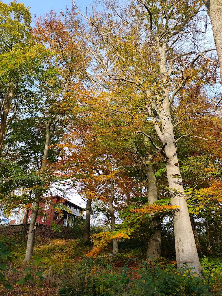 nybro-skov-5.jpeg