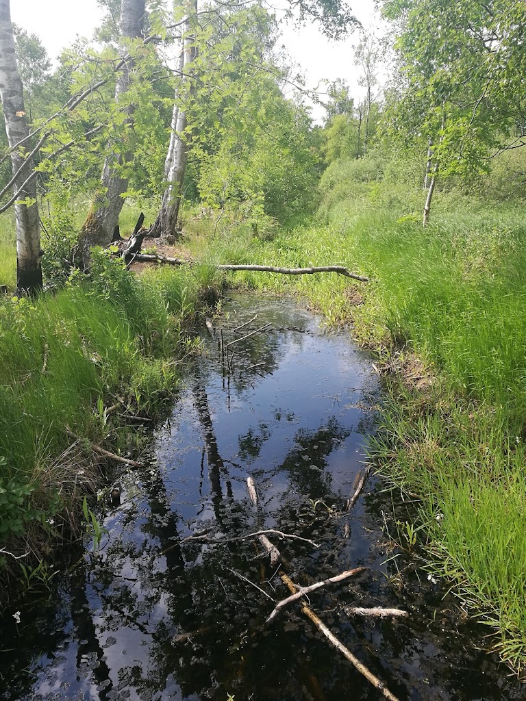 hundeskov-olstykke-2.jpeg