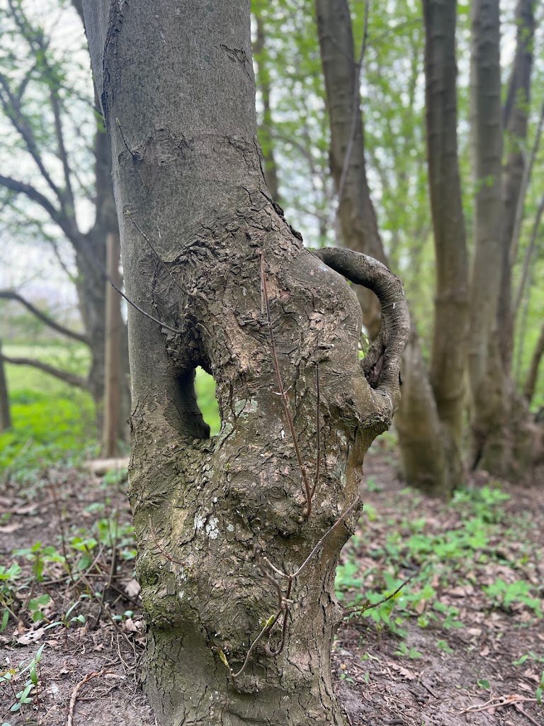 store-merlose-hundeskov-6.jpeg