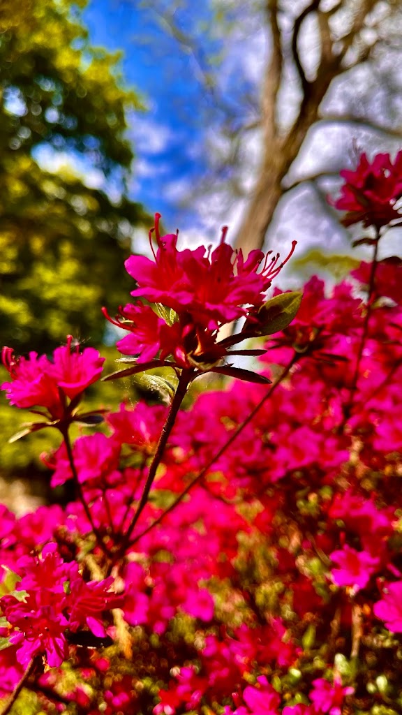 rhododendronparken-15.jpeg