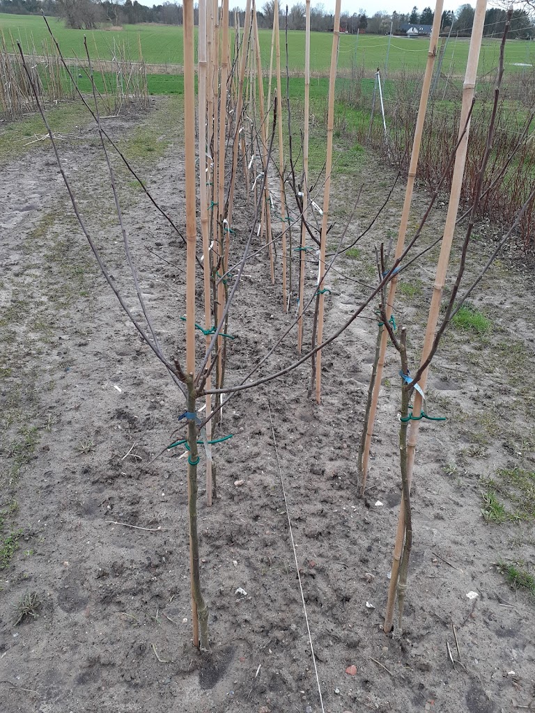 haekbaek-okologiske-frugtplantage-4.jpeg