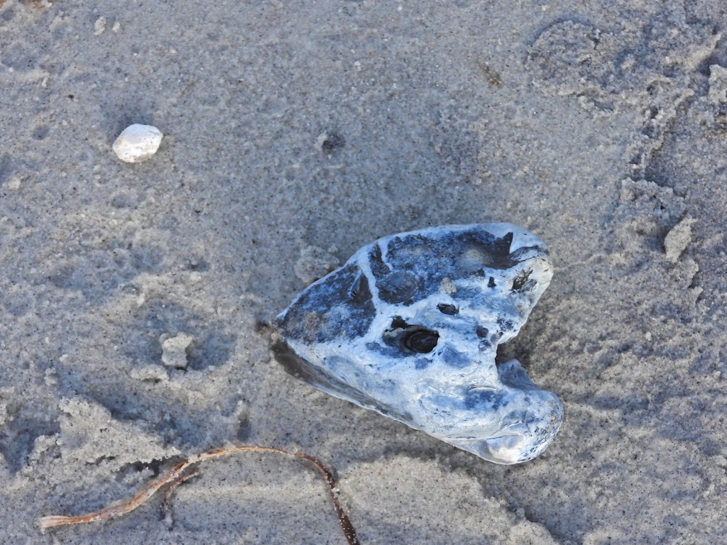 hove-skov-ved-stranden-10.jpeg