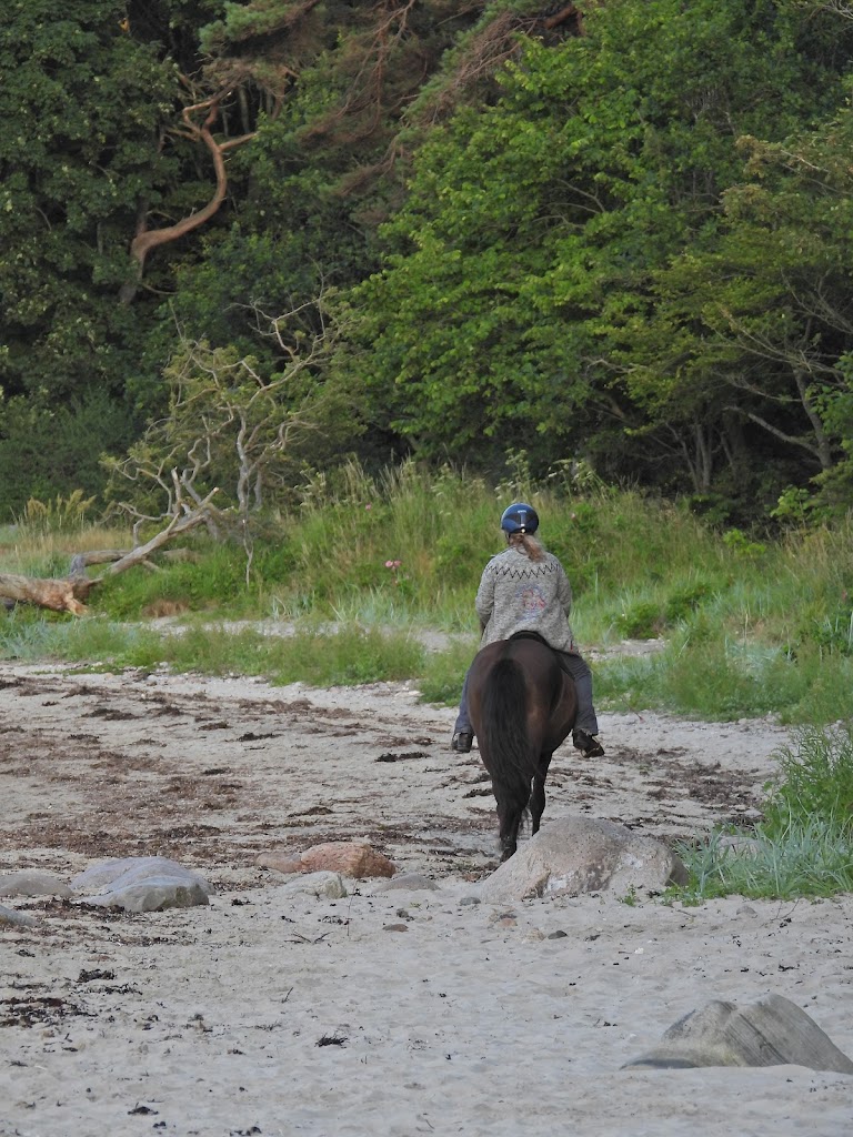 hove-skov-ved-stranden-4.jpeg