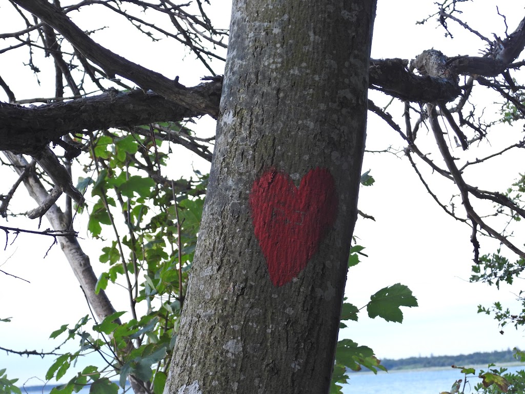 hove-skov-ved-stranden-5.jpeg