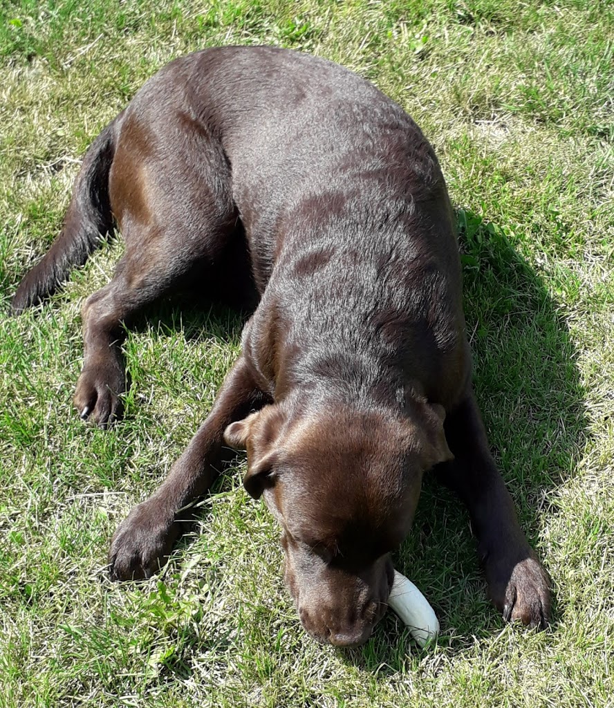 kennel-labfun-0.jpeg