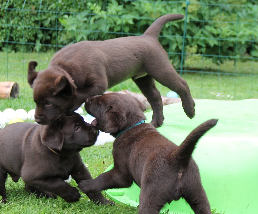 kennel-labfun-12.jpeg