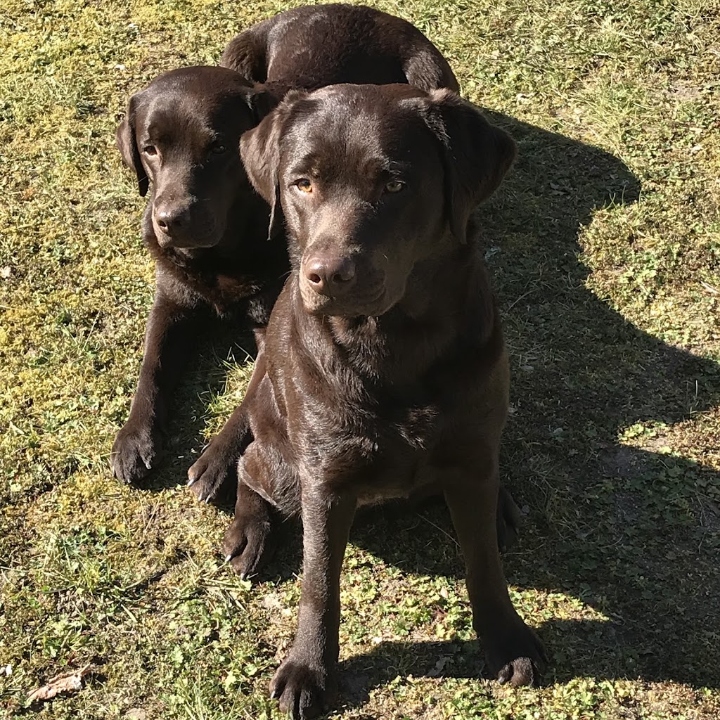 kennel-labfun-15.jpeg