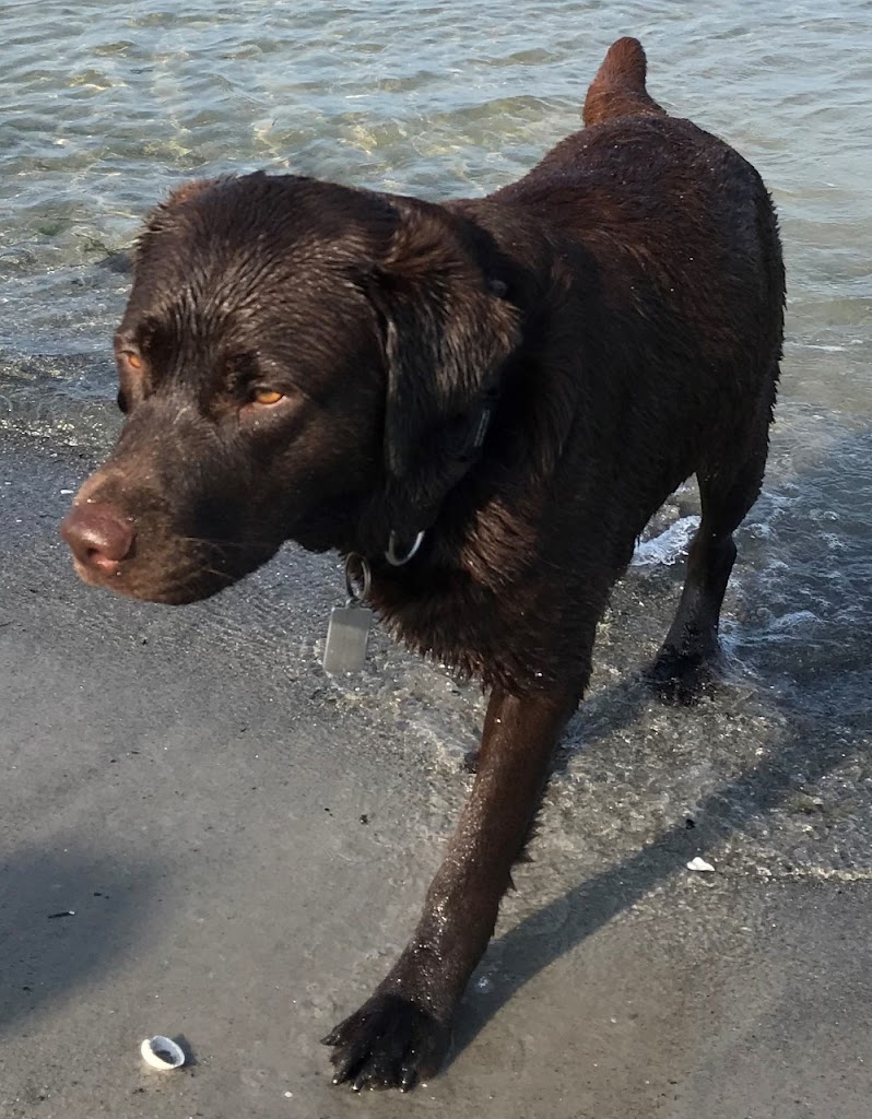 kennel-labfun-2.jpeg